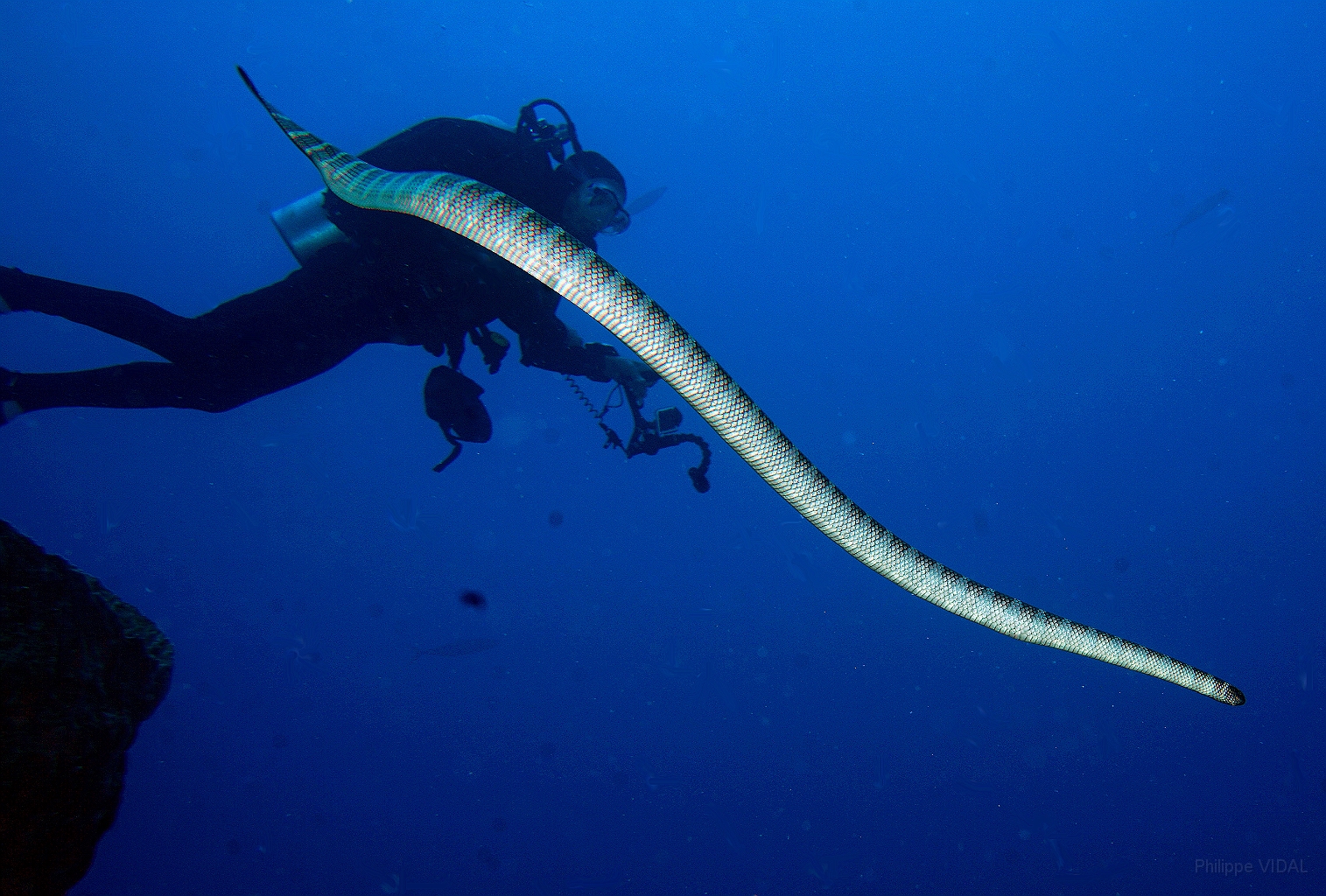 Banda Sea 2018 - DSC06163_rc - Chinese Sea Snake - Laticauda semifasciata.jpg